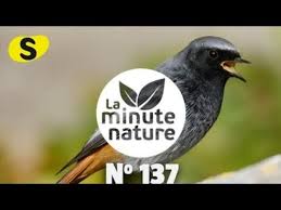 Épisode 137 de la Minute Nature, chaîne YouTube de La Salamandre